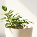 article-ca02e903-6ce8-48db-b0ff-f5efca091534