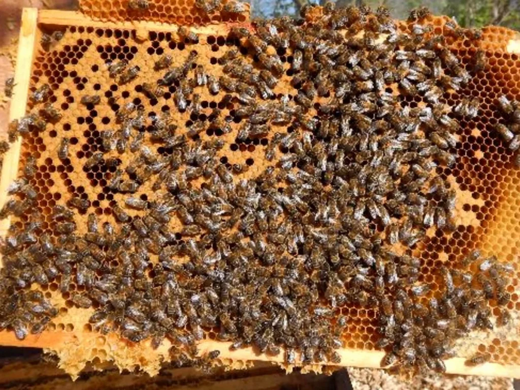 Panel de colmena con abejas trabajando en la miel