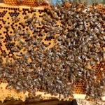 Panel de colmena con abejas trabajando en la miel