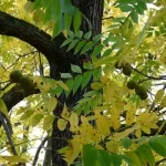 Rama de árbol con hojas amarillas y frutos verdes
