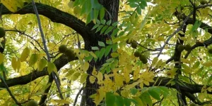 Rama de árbol con hojas amarillas y frutos verdes