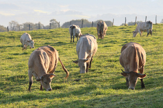 cows grazing in the Basque country