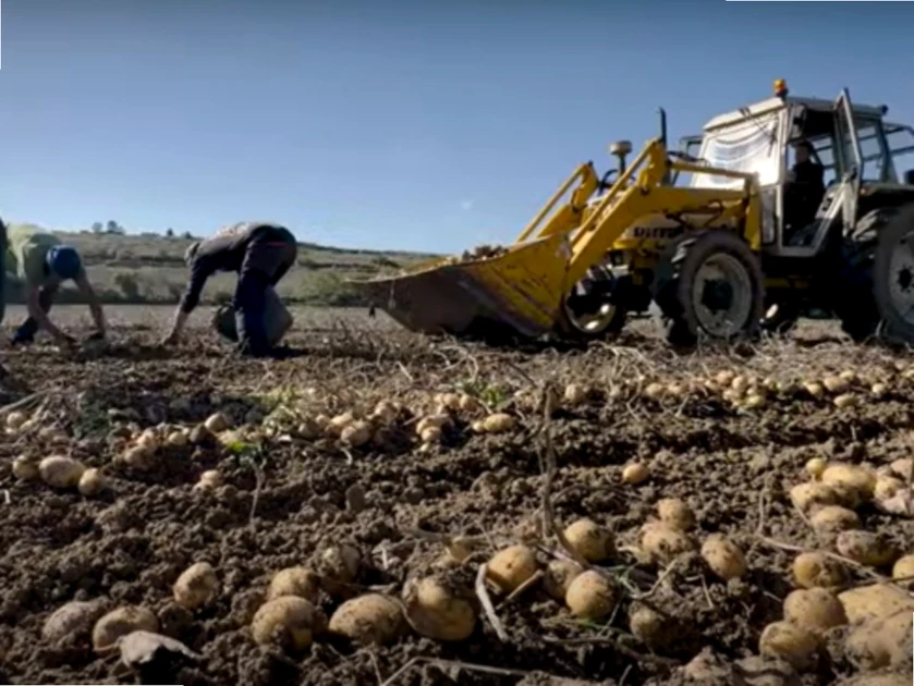 Trabajadores cosechando patatas en un campo con tractor