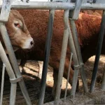 Vacas en un establo, mostrando su entorno de cría.