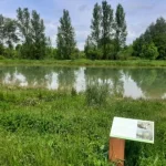 Vista de un estanque rodeado de vegetación y árboles