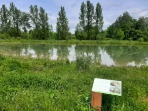 Vista de un estanque rodeado de vegetación y árboles
