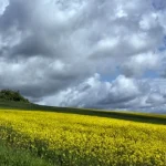 Campo de flores amarillas bajo un cielo nublado