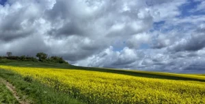 Campo de flores amarillas bajo un cielo nublado