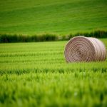 Rollo de paja en un campo verde de cultivos