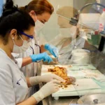 Investigadoras trabajando en un laboratorio con muestras biológicas.