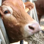 Vaca comiendo heno en un establo