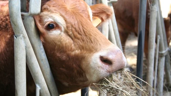 Vaca comiendo heno en un establo
