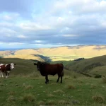 Dos vacas pastando en un paisaje montañoso de Araba