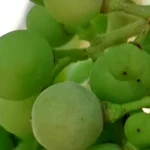 Racimo de uvas verdes en una planta de viñedo