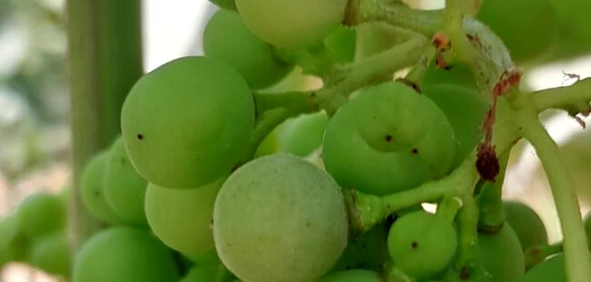 Racimo de uvas verdes en una planta de viñedo