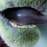 Lengua de un animal con signos de enfermedad, cerca de la boca.