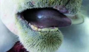 Lengua de un animal con signos de enfermedad, cerca de la boca.