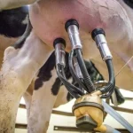 Vaca siendo ordeñada con máquina de ordeño en granja