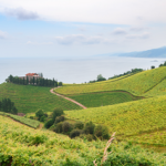 Paisaje de viñedos con mar al fondo en Laguardia