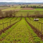 Vista de viñedos en Zigoitia con paisaje rural