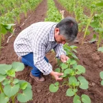 Agricultor revisando plantas en un campo agrícola
