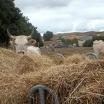Vacas pastando en un campo con heno en primer plano.