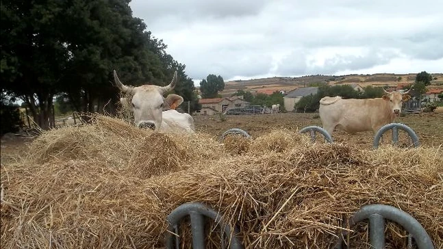 Vacas pastando en un campo con heno en primer plano.