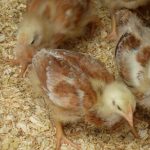Pollitos de corral en un lecho de virutas de madera