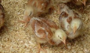 Pollitos de corral en un lecho de virutas de madera