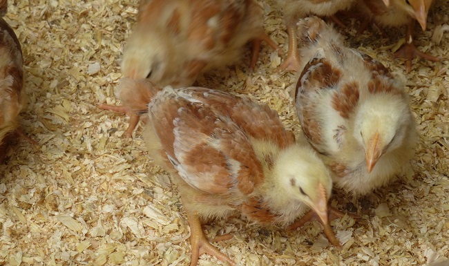 Pollitos de corral en un lecho de virutas de madera
