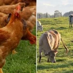 Gallinas en un campo con vacas pastando al fondo