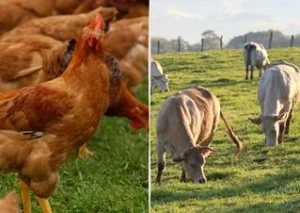 Gallinas en un campo con vacas pastando al fondo