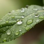 Hoja verde con gotas de agua sobre su superficie