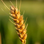 Espiga de trigo dorada en un campo verde