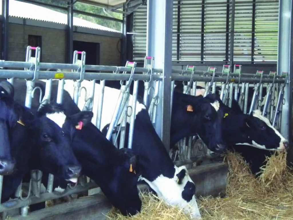 Vacas en un establo comiendo heno en Euskadi