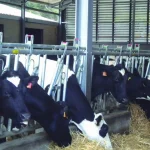 Vacas en un establo comiendo heno en Euskadi