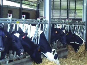 Vacas en un establo comiendo heno en Euskadi