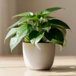 Planta verde en maceta blanca sobre una mesa clara