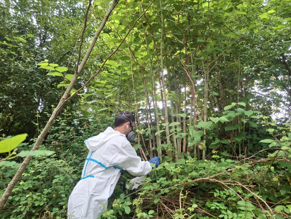 Persona en traje de protección eliminando bambú japonés en un río