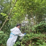 Persona en traje de protección eliminando bambú japonés en un río