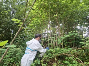 Persona en traje de protección eliminando bambú japonés en un río