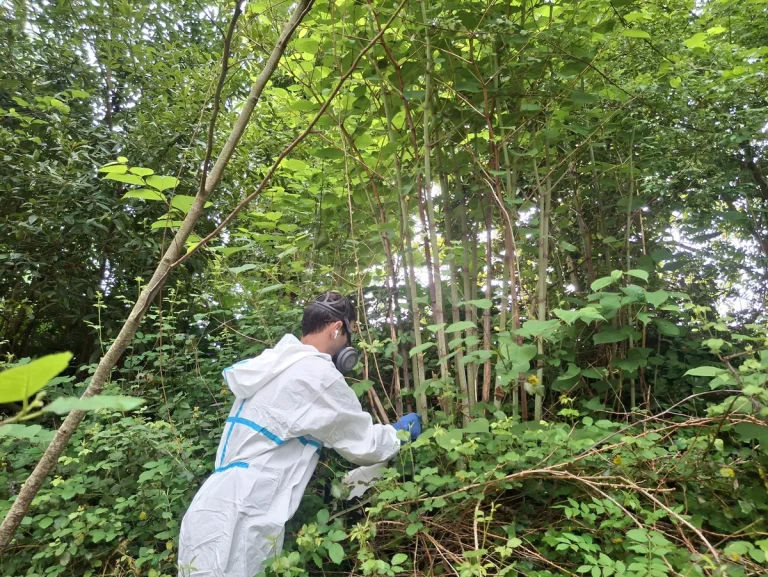 Persona en traje de protección eliminando bambú japonés en un río