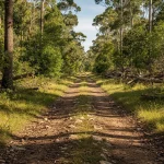 Sendero forestal rodeado de árboles y vegetación densa