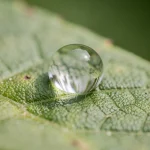 Gota de agua sobre una hoja verde con textura detallada